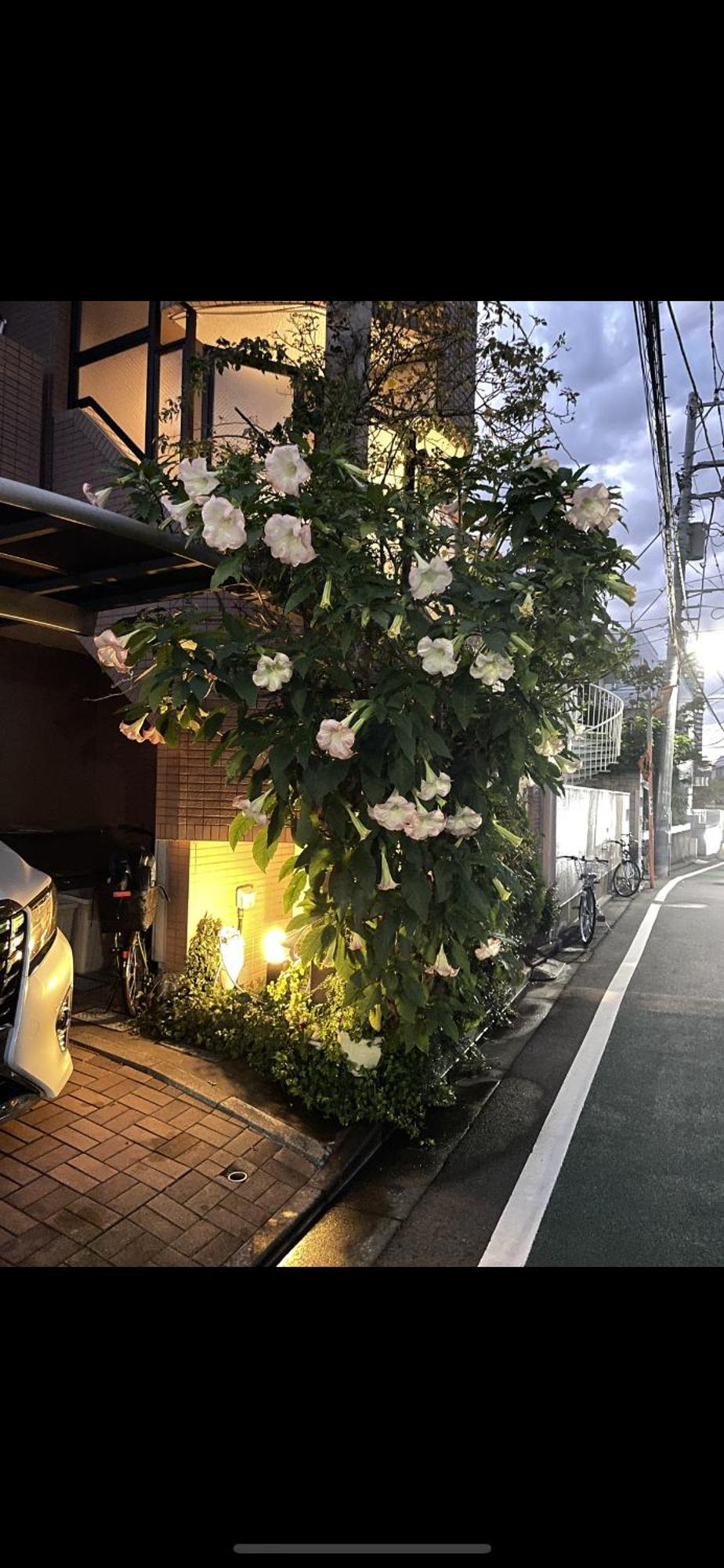 Apartamento 新宿安靜の家-a Quiet In Shinjuku - A 26 Square Meter Double Bed That Feels Like Tokio