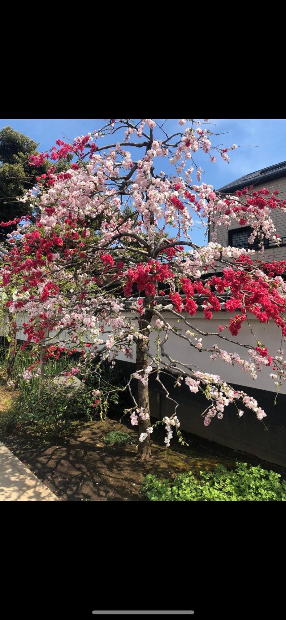 新宿安靜の家-a Quiet In Shinjuku - A 26 Square Meter Double Bed That Feels Like * Tokio